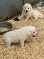 Pluto, a male Great Pyrenees for sale in Murrieta, CA – 3 of 10