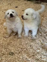 Pluto, a male Great Pyrenees for sale in Murrieta, CA – 4 of 10