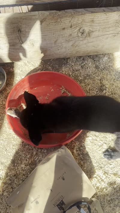 Angel, a female German Shepherd Dog for sale in Murrieta, CA – 2 of 3