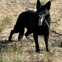 CROXY, a male German Shepherd Dog for sale in Murrieta, CA – Photo 7 of 8