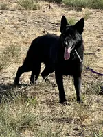 CROXY, a male German Shepherd Dog for sale in Murrieta, CA – Photo 7 of 8