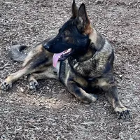 CROXY, a male German Shepherd Dog for sale in Murrieta, CA – Photo 6 of 8