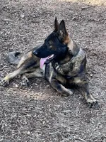 CROXY, a male German Shepherd Dog for sale in Murrieta, CA – Photo 6 of 8