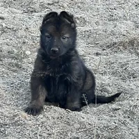 CROXY, a male German Shepherd Dog for sale in Murrieta, CA – Photo 1 of 8