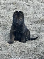 CROXY, a male German Shepherd Dog for sale in Murrieta, CA – Photo 1 of 8