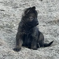 CROXY, a male German Shepherd Dog for sale in Murrieta, CA – Photo 2 of 8