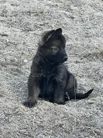 CROXY, a male German Shepherd Dog for sale in Murrieta, CA – Photo 2 of 8