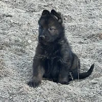 CROXY, a male German Shepherd Dog for sale in Murrieta, CA – Photo 4 of 8