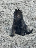 CROXY, a male German Shepherd Dog for sale in Murrieta, CA – Photo 4 of 8