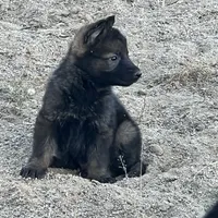 CROXY, a male German Shepherd Dog for sale in Murrieta, CA – Photo 3 of 8