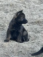 CROXY, a male German Shepherd Dog for sale in Murrieta, CA – Photo 3 of 8