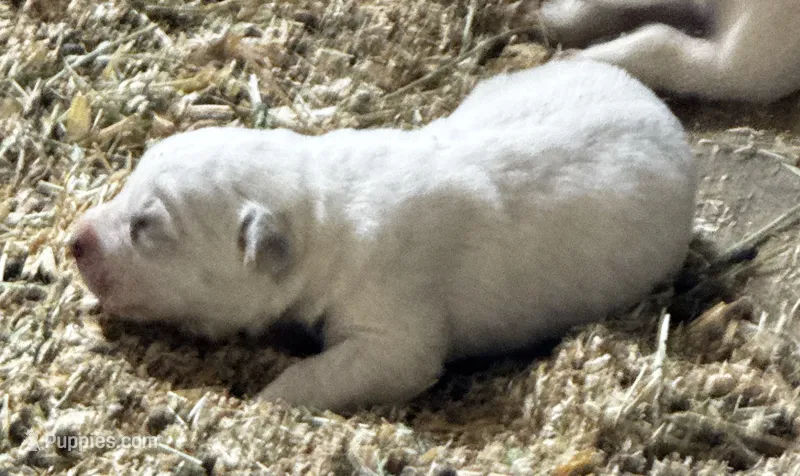 P1 – Great Pyrenees puppy for sale in Murrieta, CA