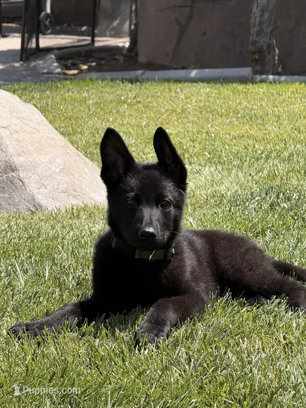 Angel, a female German Shepherd Dog for sale in Murrieta, CA – 1 of 3