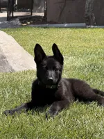 Angel, a female German Shepherd Dog for sale in Murrieta, CA – 1 of 3