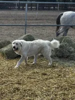 P1, a male Great Pyrenees for sale in Murrieta, CA – 4 of 4