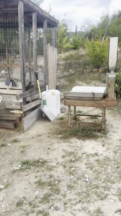 Angel, a female German Shepherd Dog for sale in Murrieta, CA – 3 of 3