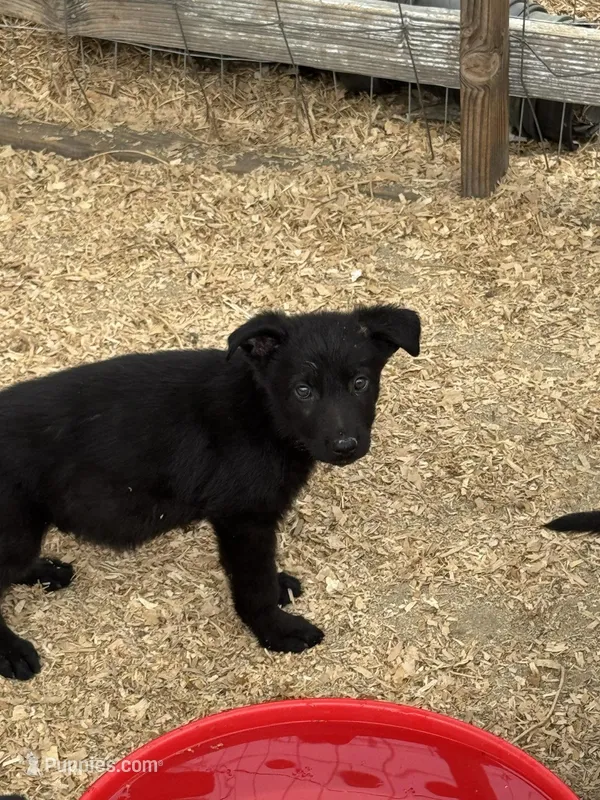 CHARLIE – German Shepherd Dog puppy for sale in Murrieta, CA