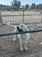 P2, a male Great Pyrenees for sale in Murrieta, CA – 4 of 4