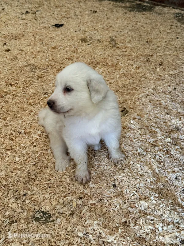 Blanco – Great Pyrenees puppy for sale in Murrieta, CA