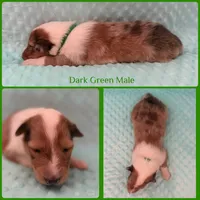Dark Green, a male Collie for sale in Foxboro, WI – Photo 4 of 4
