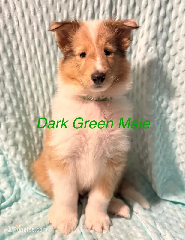 Dark Green – Collie puppy for sale in Foxboro, WI