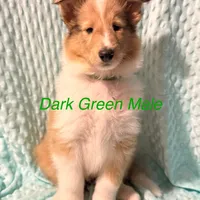 Dark Green, a male Collie for sale in Foxboro, WI – Photo 1 of 4