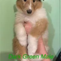 Dark Green, a male Collie for sale in Foxboro, WI – Photo 2 of 4