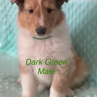 Dark Green, a male Collie for sale in Foxboro, WI – Photo 3 of 4