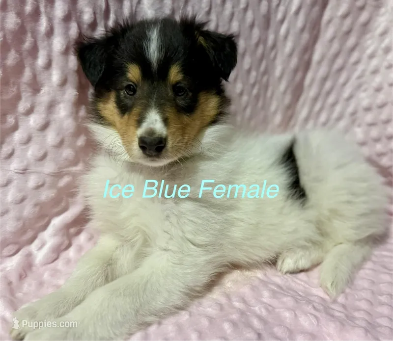Ice Blue – Collie puppy for sale in Foxboro, WI