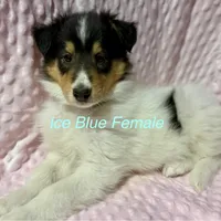 Ice Blue, a female Collie for sale in Foxboro, WI – Photo 1 of 4