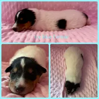 Ice Blue, a female Collie for sale in Foxboro, WI – Photo 4 of 4