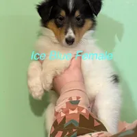 Ice Blue, a female Collie for sale in Foxboro, WI – Photo 2 of 4