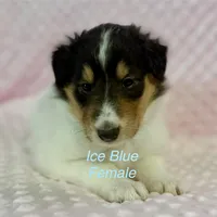 Ice Blue, a female Collie for sale in Foxboro, WI – Photo 3 of 4