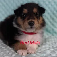 Red, a male Collie for sale in Foxboro, WI – Photo 3 of 4