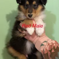 Red, a male Collie for sale in Foxboro, WI – Photo 2 of 4