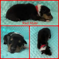 Red, a male Collie for sale in Foxboro, WI – Photo 4 of 4