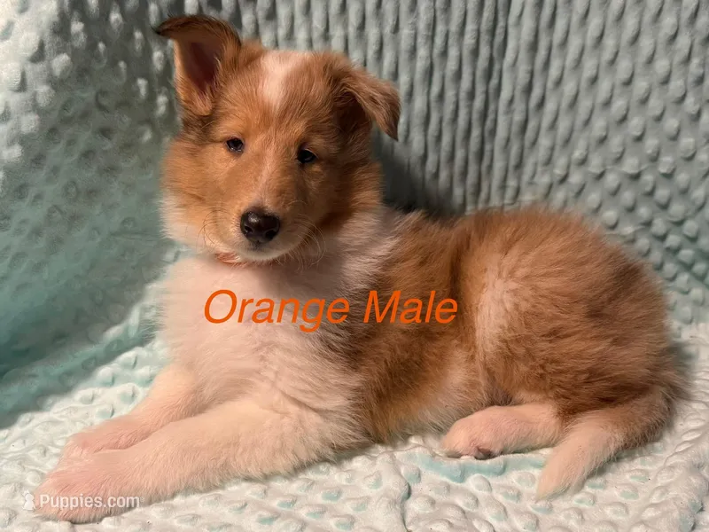 Orange – Collie puppy for sale in Foxboro, WI