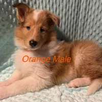 Orange, a male Collie for sale in Foxboro, WI – Photo 1 of 4