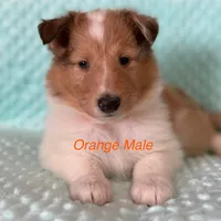 Orange, a male Collie for sale in Foxboro, WI – Photo 3 of 4