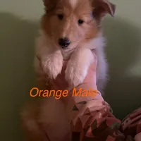 Orange, a male Collie for sale in Foxboro, WI – Photo 2 of 4