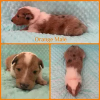 Orange, a male Collie for sale in Foxboro, WI – Photo 4 of 4