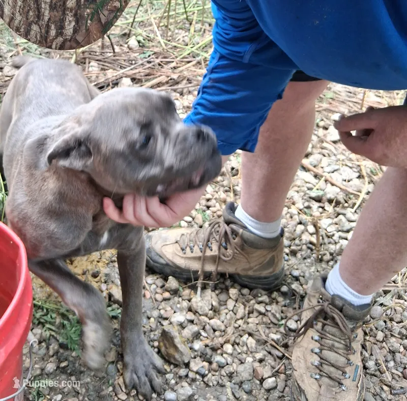 Fancy – Cane Corso puppy for sale in Lawrenceburg, KY