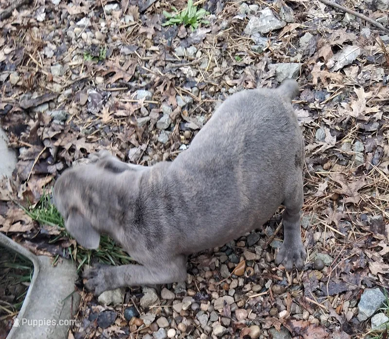 Fancy – Cane Corso puppy for sale in Lawrenceburg, KY