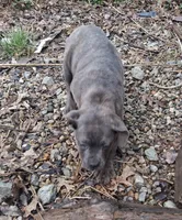 Fancy, a female Cane Corso for sale in Lawrenceburg, KY – Photo 2 of 2