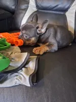 Bullet, a male French Bulldog for sale in Lawrenceburg, KY – 1 of 5