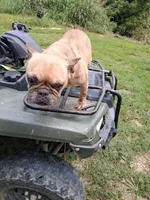 Dolly, a female French Bulldog for sale in Lawrenceburg, KY – 2 of 3