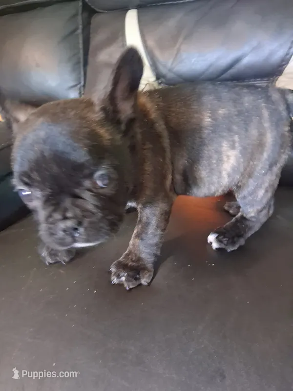 Max, a male French Bulldog for sale in Lawrenceburg, KY – 1 of 4