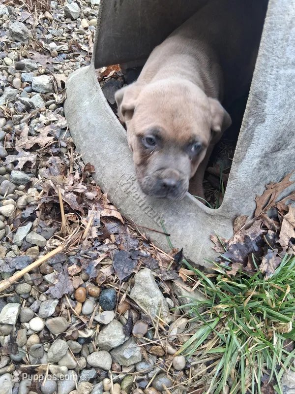 Hera Jr – Cane Corso puppy for sale in Lawrenceburg, KY