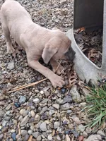 Hera Jr, a female Cane Corso for sale in Lawrenceburg, KY – Photo 2 of 2