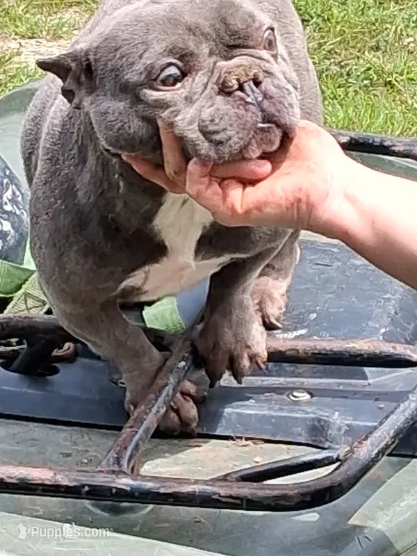 Angel – French Bulldog puppy for sale in Lawrenceburg, KY